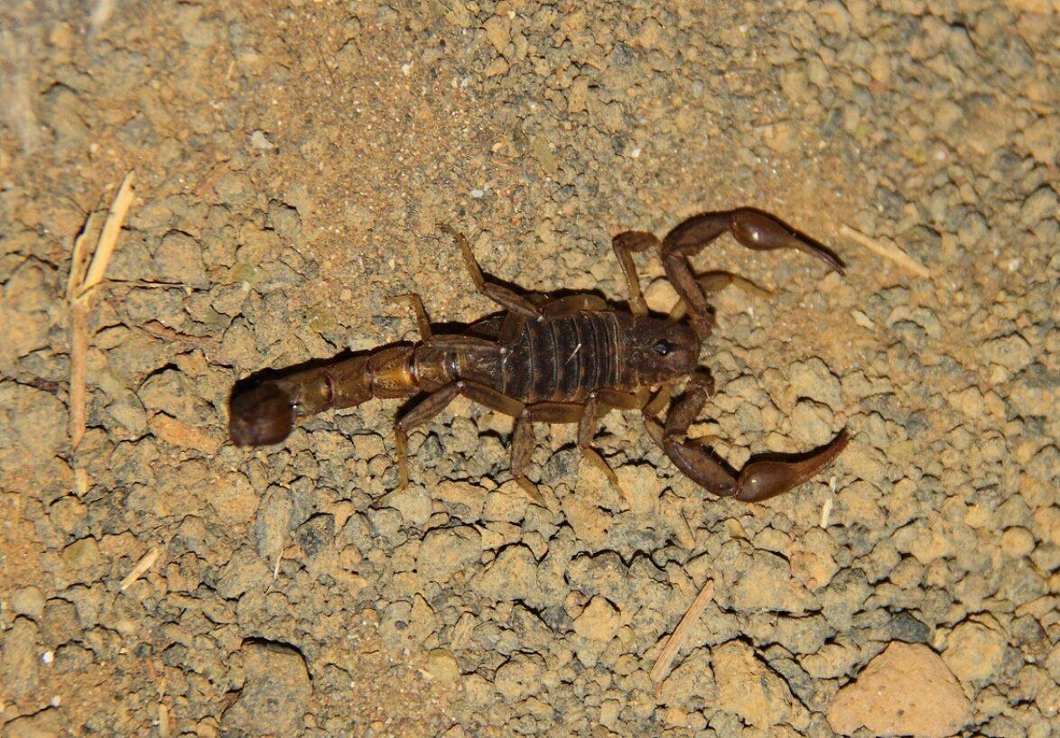 Galapagos scorpion