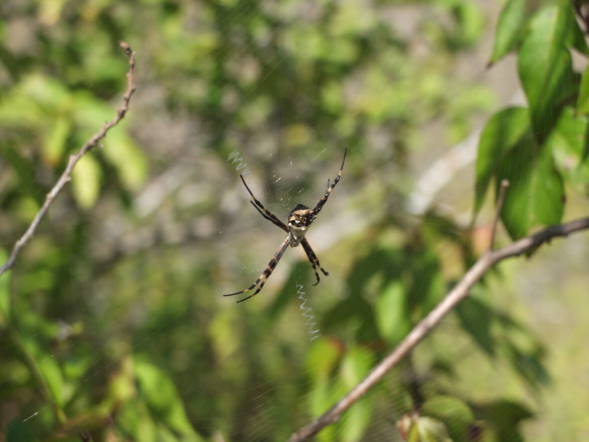 Silver argiope spider in Galapagos