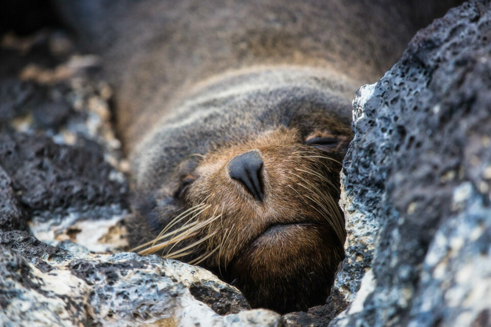 Galapagos fur seal (easily confused with a Galapagos sea lion)