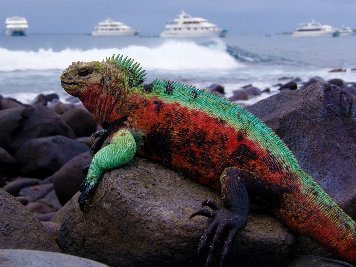 'Christmas' marine iguana on Española