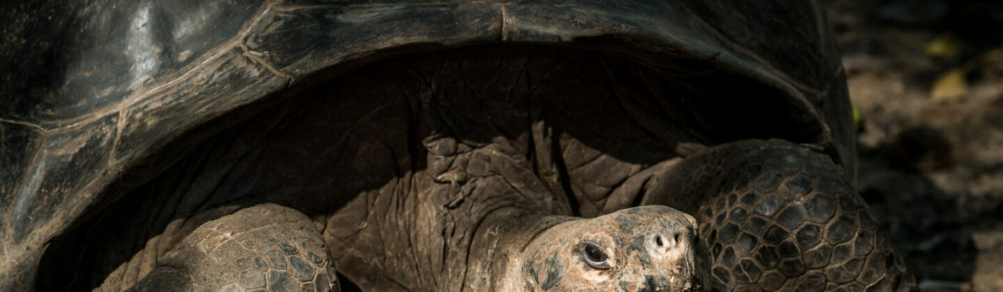 Galapagos giant tortoise eating fruit
