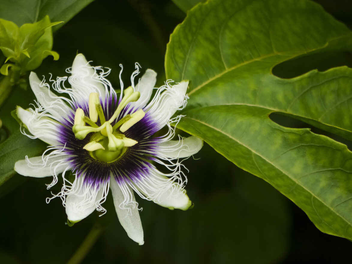 Passion flower in Galapagos