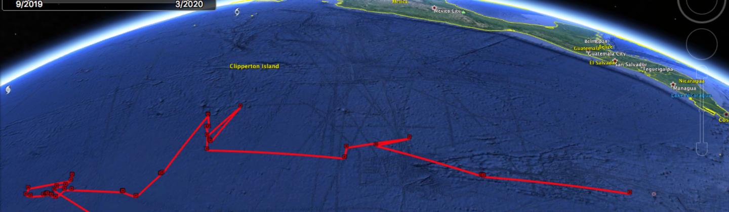 Tracking 'Hope' the whale shark