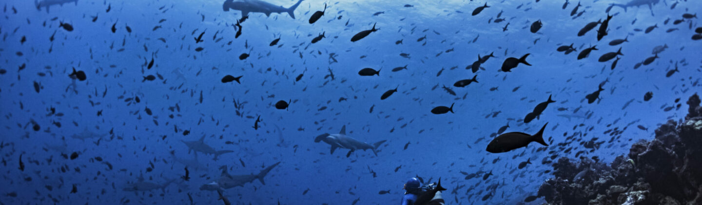 Diving with hammerhead sharks in Galapagos