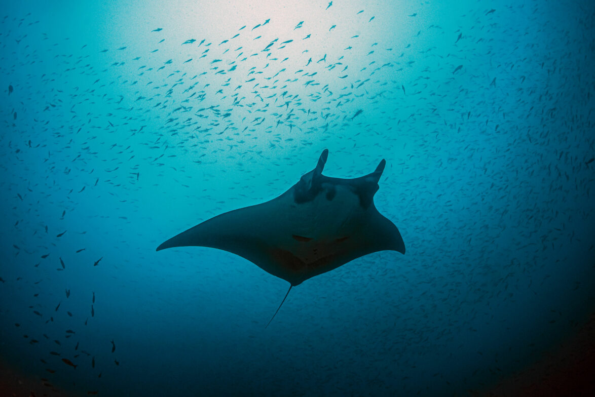 Oceanic manta ray in Galapagos