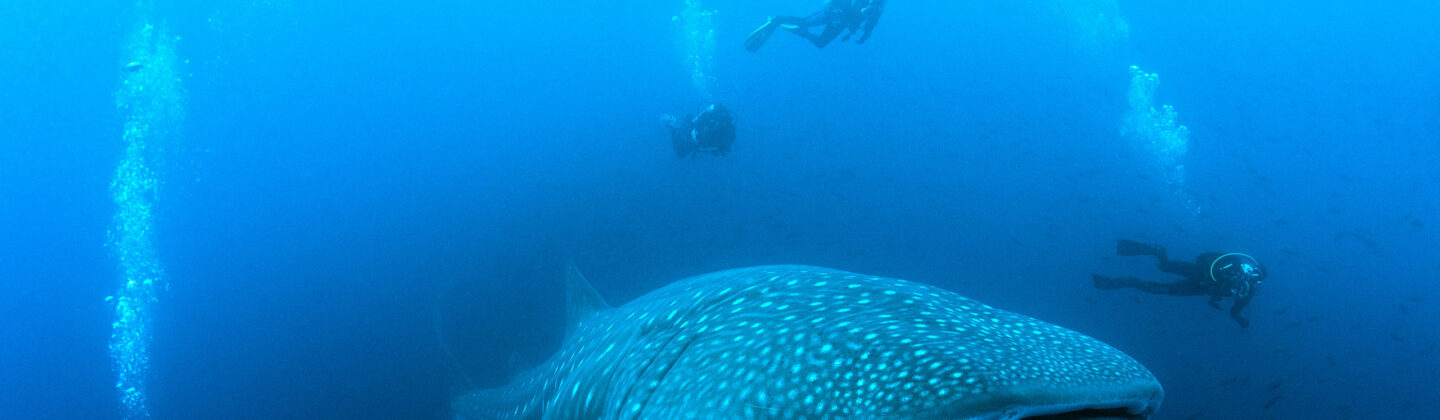 Diving with a whale shark in Galapagos
