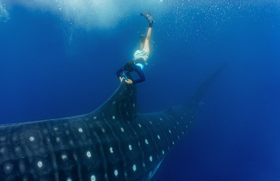 Sofia Green tagging a whale shark while free-diving