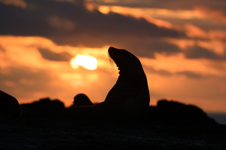 Galapagos sea lion at sunset on Isabela island