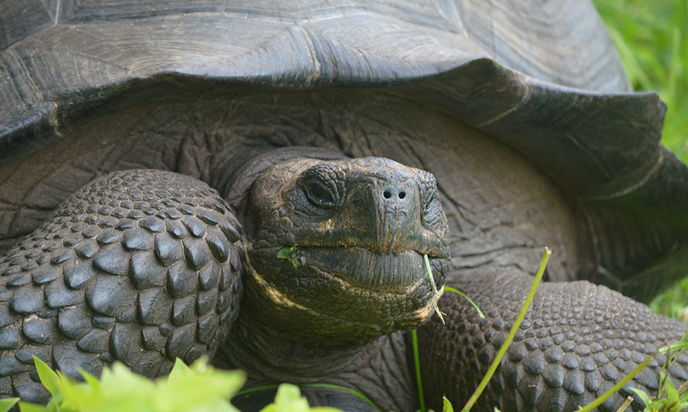Blog, Eastern Santa Cruz tortoise © Washington Tapia