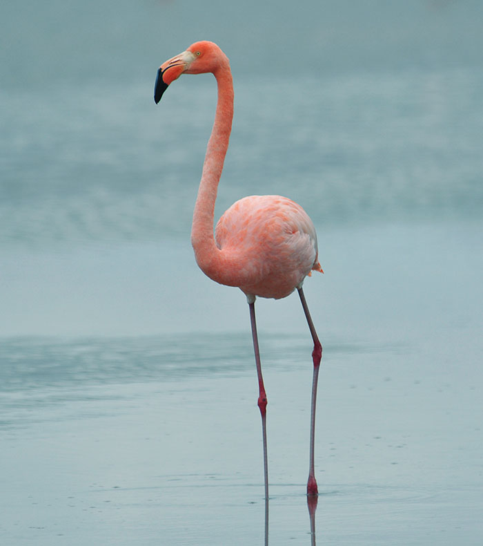 Blog, Flamingo (c) Trevor Platt