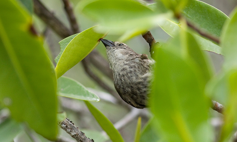 Galapagos Wildlife: Mangrove Finch © Michael Dvorak
