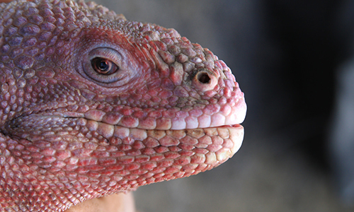 Pink Iguana ©GNP