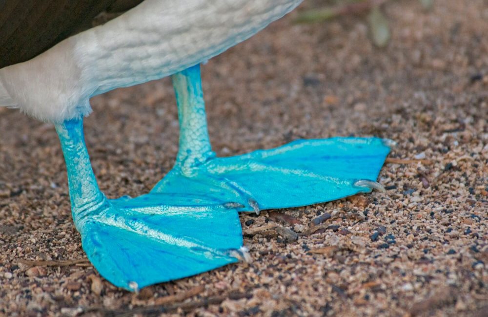 The blue feet of a blue-footed booby © Jonathan Green