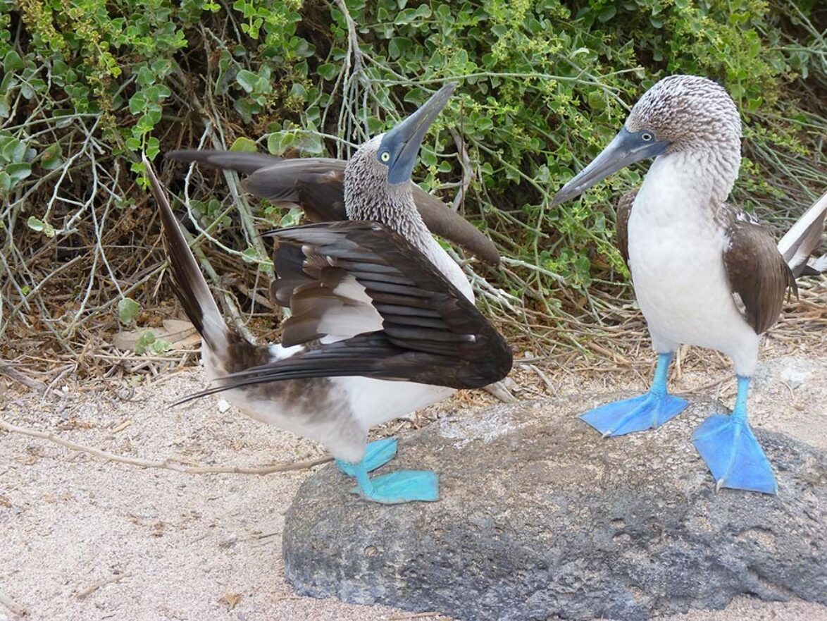 Blue-footed booby courtship dance