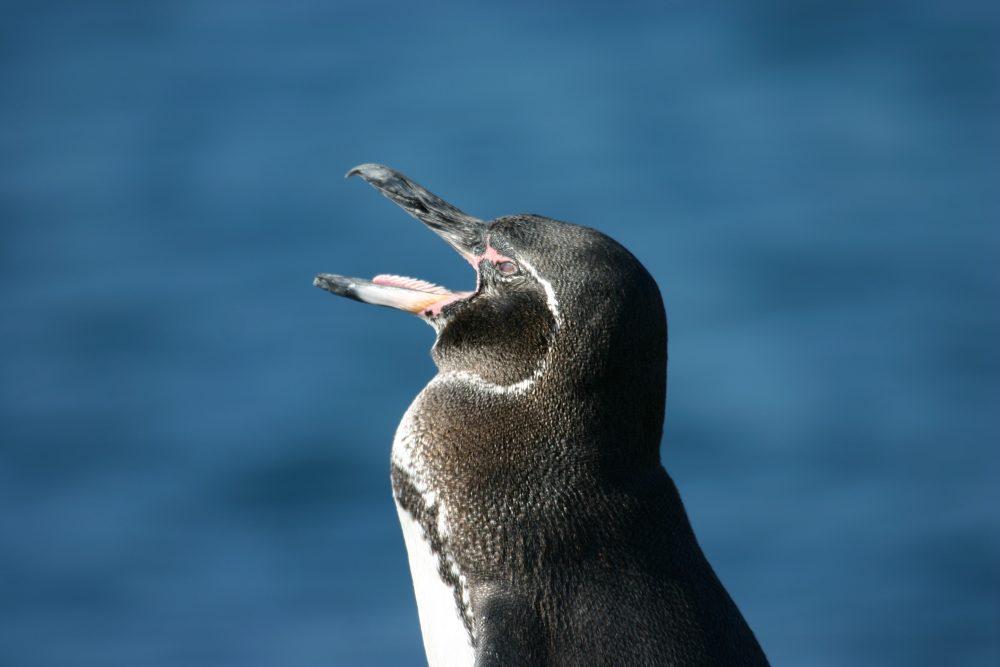 Galapagos Penguin © Pam Keeble