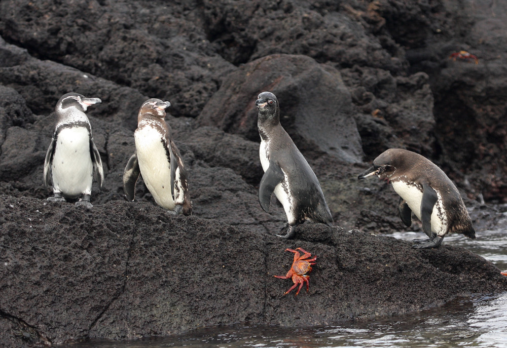 Galapagos Wildlife: Galapagos Penguins © B. Hale