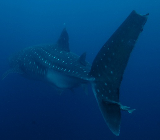 Galapagos Wildlife: Whale shark © Alan Purton