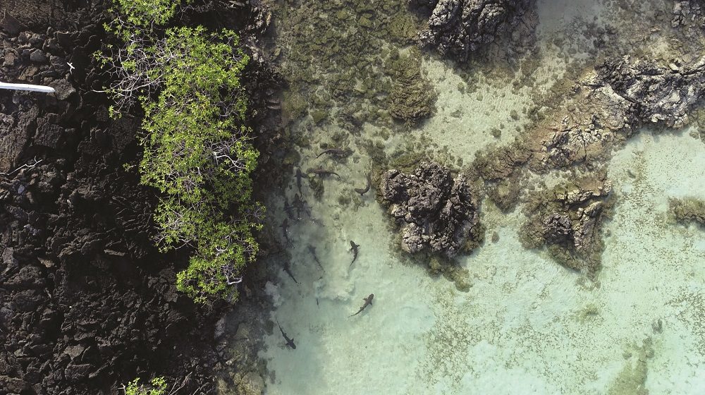 An aerial view of a shark nursery in Galapagos