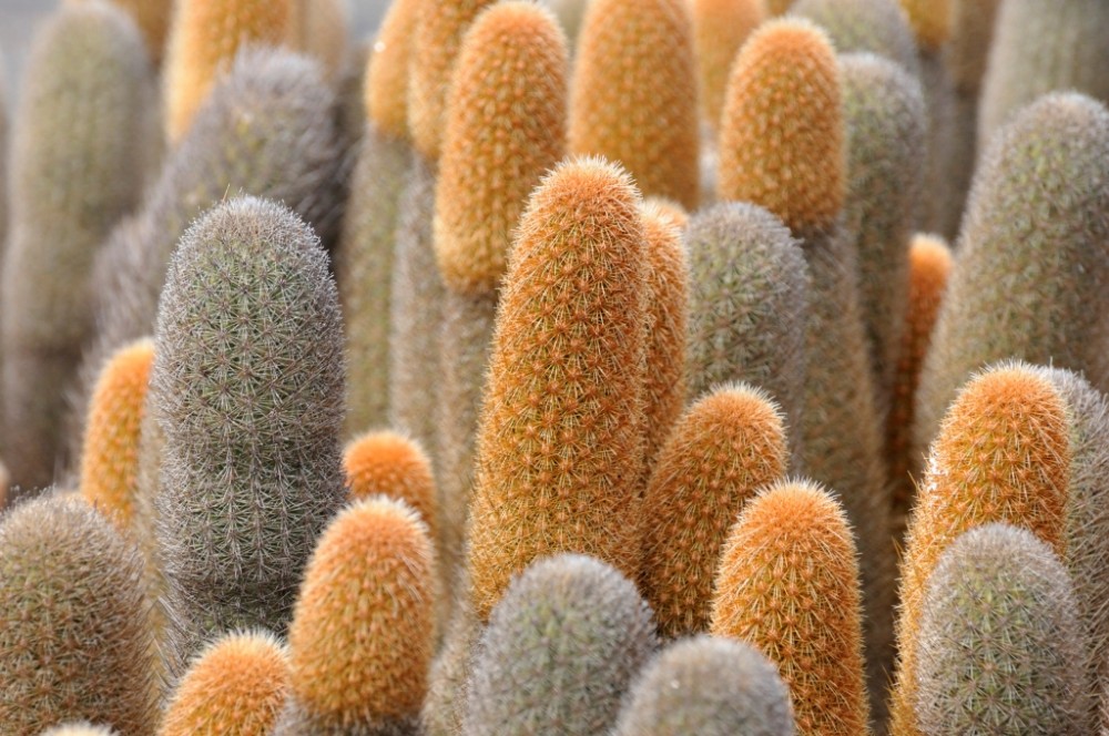Competition, Lava Cactus ©Martin Whitaker