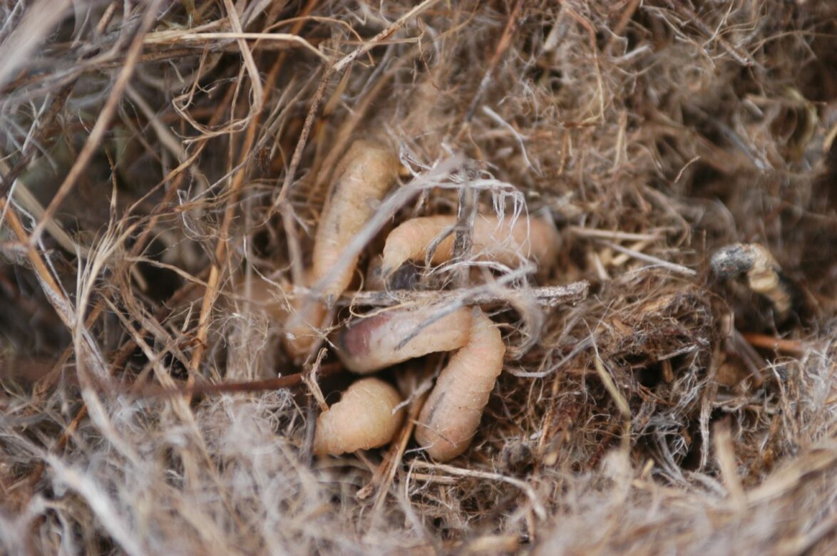 Philornis downsi larvae in a nest