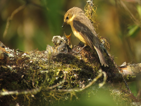Female little vermilion flycatcher feeding a chick of a successful nest in 2020. © Agustin Gutierrez/CDF