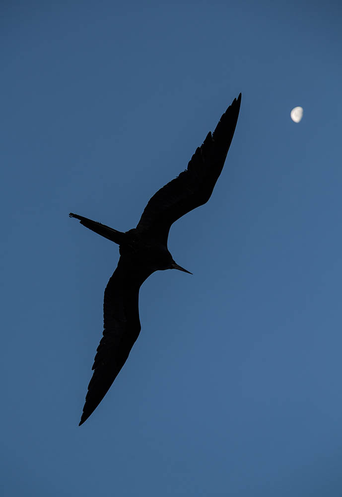 Frigatebird flying © Philip Ladmore
