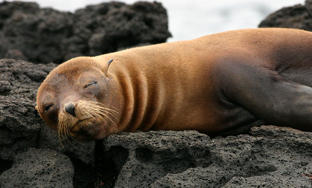 Galapagos fur seal - Vanessa Green