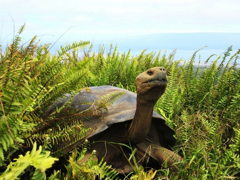 Galapagos tortoise from Alcedo Volcano at the edge of the crater © Surya Castillo, CDF