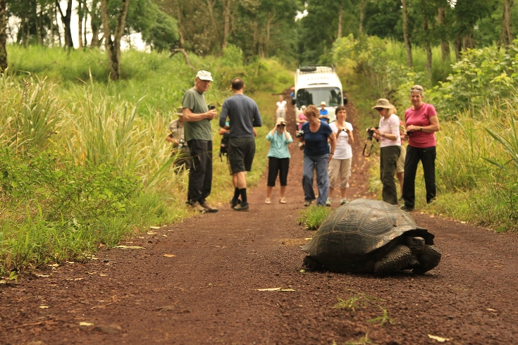 Galapagos People: Tourists and giant tortoise 