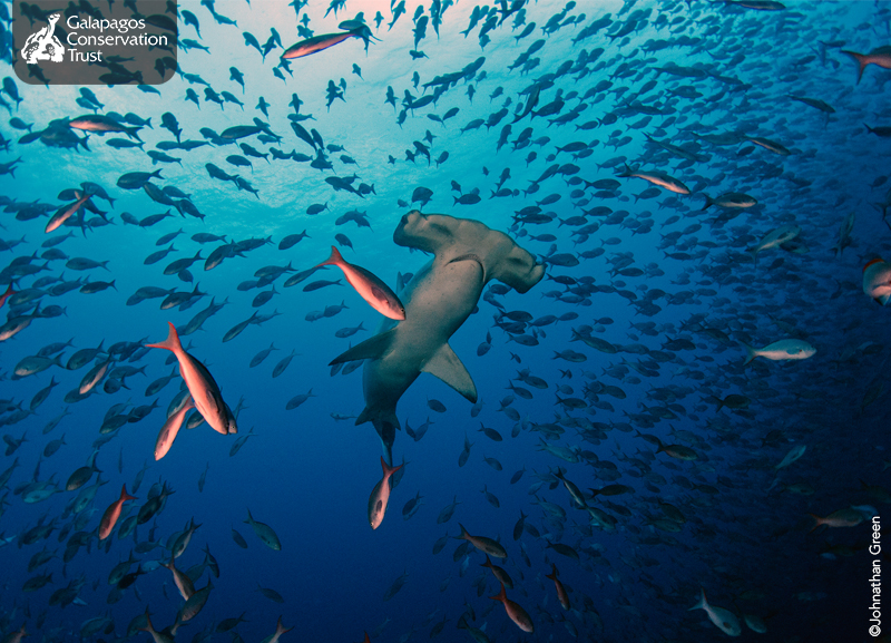 Hammerhead Shark ©Johnathan Green