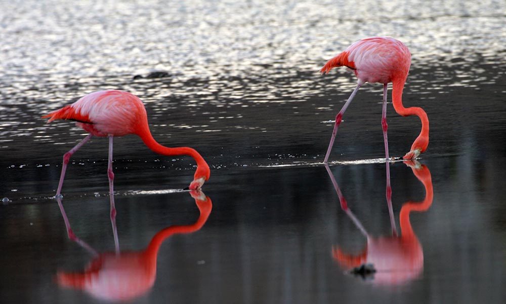 Flamingo © Bill Hale