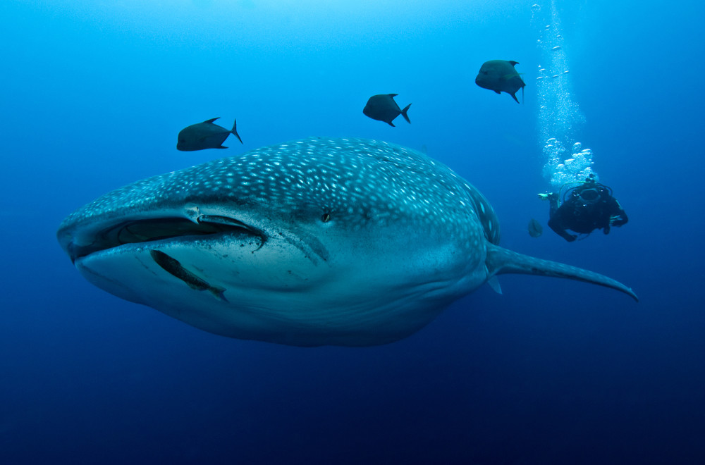 Galapagos Wildlife: Whale shark © Jonathan Green