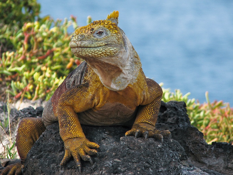A Galapagos land iguana sitting on a rock © Neil Bruce