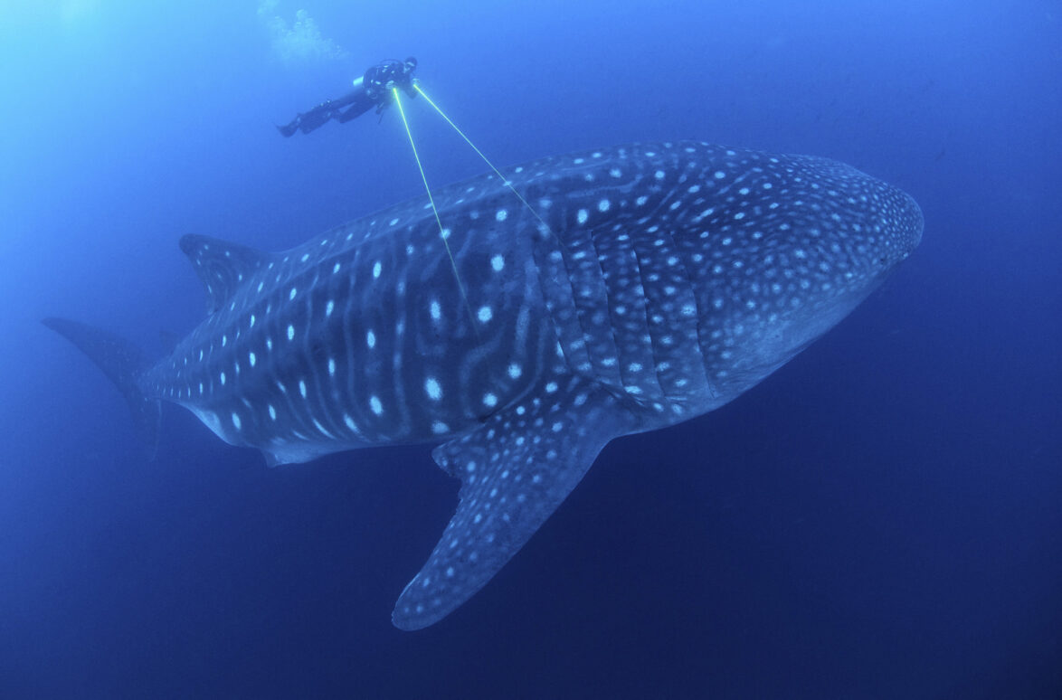 Laser biometry of a whale shark