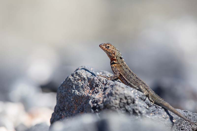 Lava lizard © Stephanie Foote