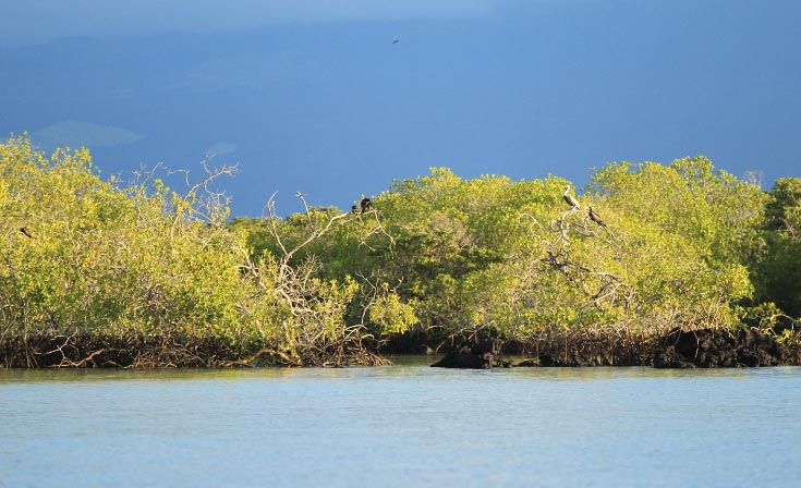 Mangroves © Robert Fuller