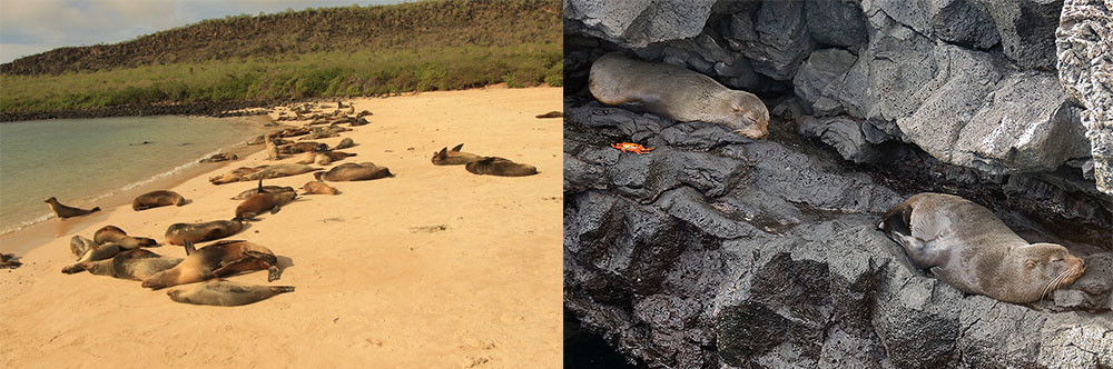 Left: sea lions on the beach - Fuller Right: fur seals on lava rocks