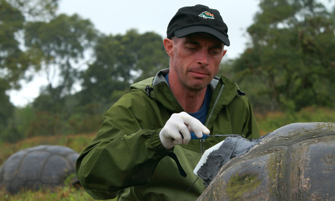 Dr Steve Blake tagging a giant tortoise