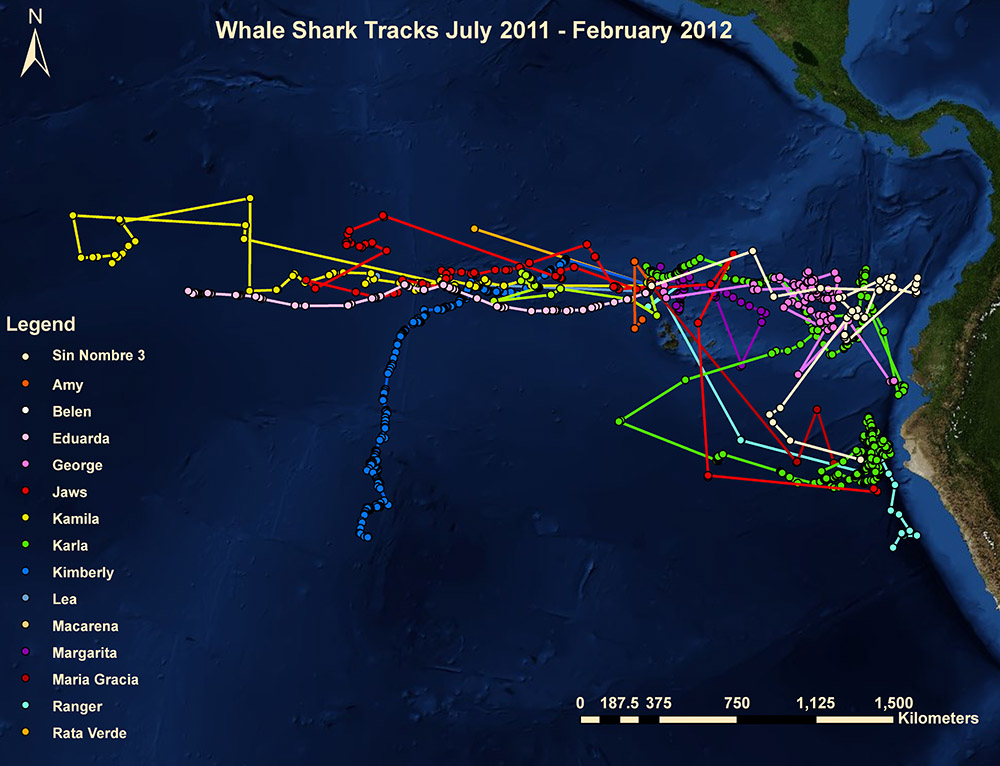 Projects, Whale Shark Tracks