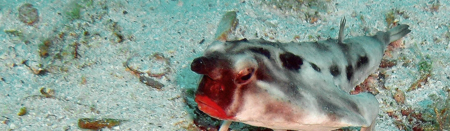 red lipped batfish