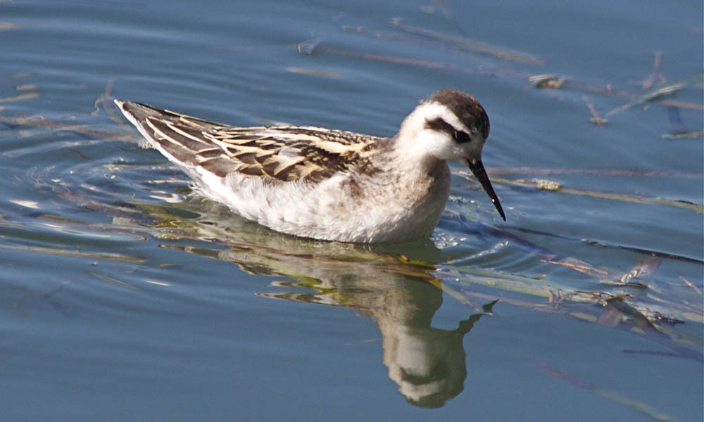 Red-necked phalarope with winter plumage