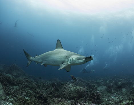 Studying shark breeding grounds in Galapagos - Galapagos Conservation Trust