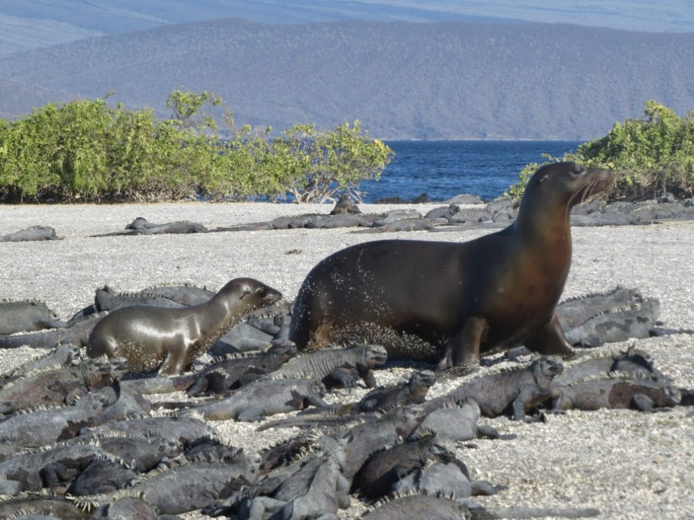 © Ian Dunn – Adult and juvenile sea lions amongst marine iguanas