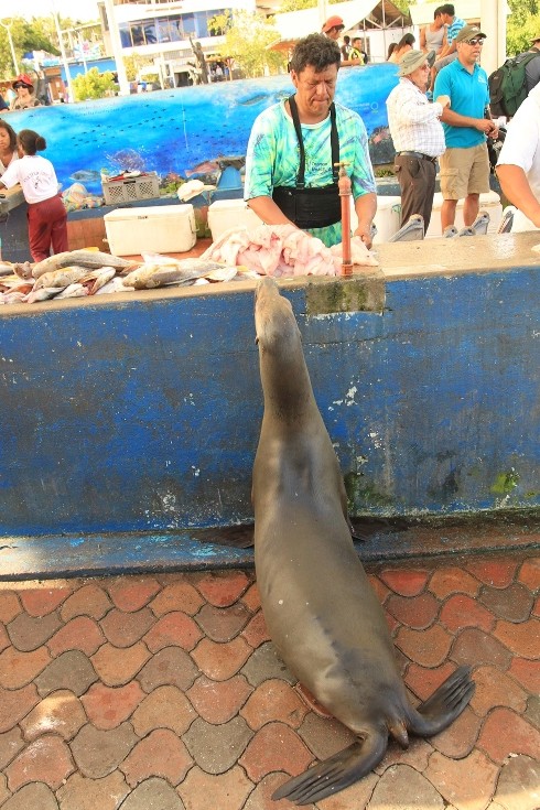 Sea Lion and locals III Fuller May2014