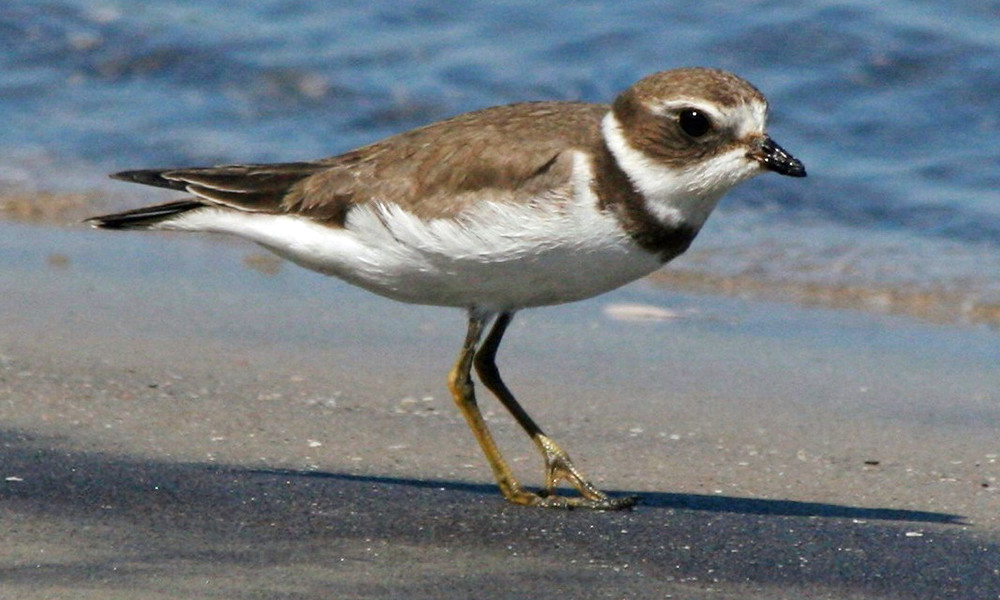 Semipalmated plover with winter plumage