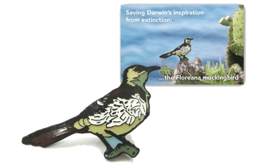 Floreana mockingbird pin badge
