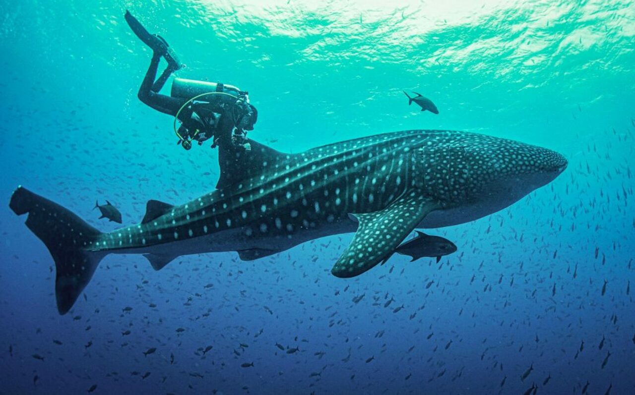 Juvenile male whale shark being tagged in 2020 © Galapagos Whale Shark Project