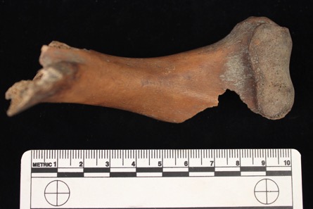 History, Galapagos Tortoise Bone - Conrad