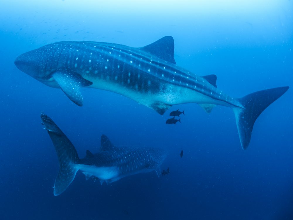 Two whale sharks - Simon Pierce