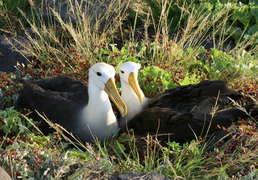 Waved Albatross © GCT